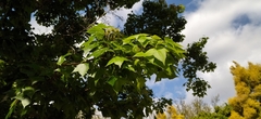 Liquidambar styraciflua