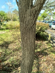 Melaleuca bracteata