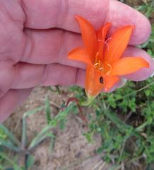 Cyrtanthus galpinii
