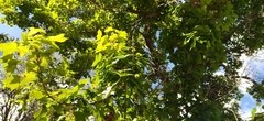 Liquidambar styraciflua
