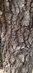 Liquidambar styraciflua