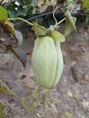 Magnoliopsida