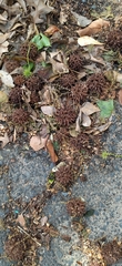 Liquidambar styraciflua