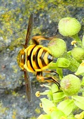 Myathropa florea