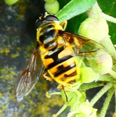 Myathropa florea