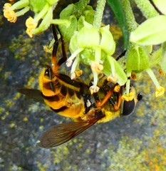 Myathropa florea