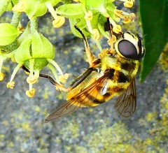 Myathropa florea