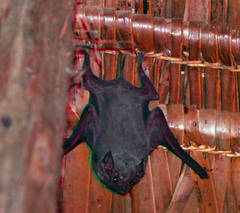 Taphozous perforatus