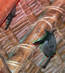 Taphozous perforatus