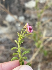 Hermannia boraginiflora