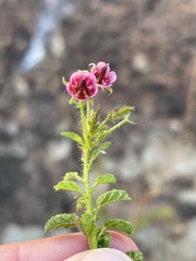 Hermannia boraginiflora