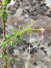 Hermannia boraginiflora