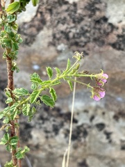 Hermannia boraginiflora