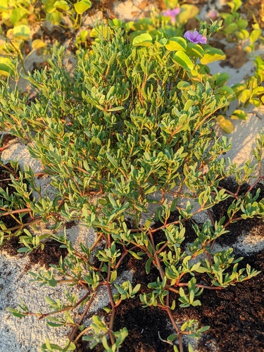 Aizoaceae image