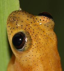 Afrixalus spinifrons spinifrons