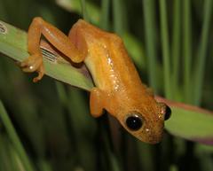 Afrixalus spinifrons spinifrons