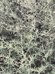 Hermannia glanduligera