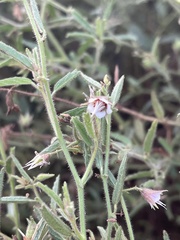 Hermannia glanduligera