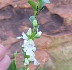 Coenotes eremophilae