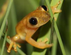 Afrixalus spinifrons spinifrons