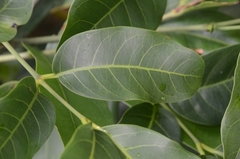Gnetum luofuense