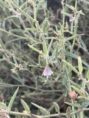 Hermannia glanduligera