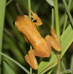 Afrixalus spinifrons spinifrons