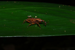 Paramasius distortus