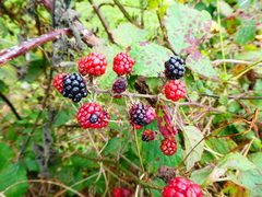 Rubus