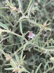 Hermannia glanduligera