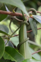 Gnetum luofuense
