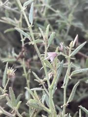 Hermannia glanduligera