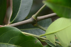 Gnetum luofuense