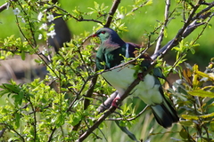 Hemiphaga novaeseelandiae