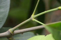 Gnetum luofuense