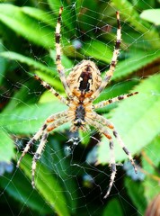 Araneus diadematus