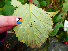 Rubus