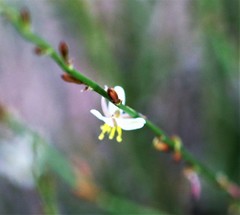 Corynotheca licrota