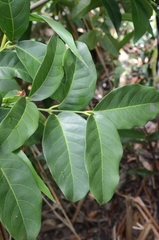 Gnetum luofuense