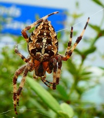 Araneus diadematus