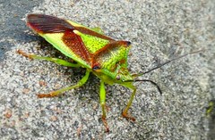 Acanthosoma haemorrhoidale