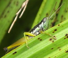 Oxya hyla