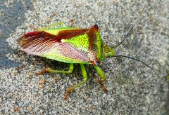 Acanthosoma haemorrhoidale