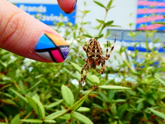 Araneus diadematus