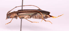 Xystrocera erosa