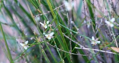 Corynotheca licrota