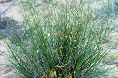 Corynotheca licrota