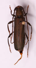 Xystrocera erosa