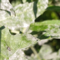 Psyllobora picta