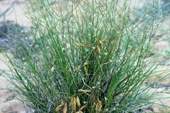 Corynotheca licrota